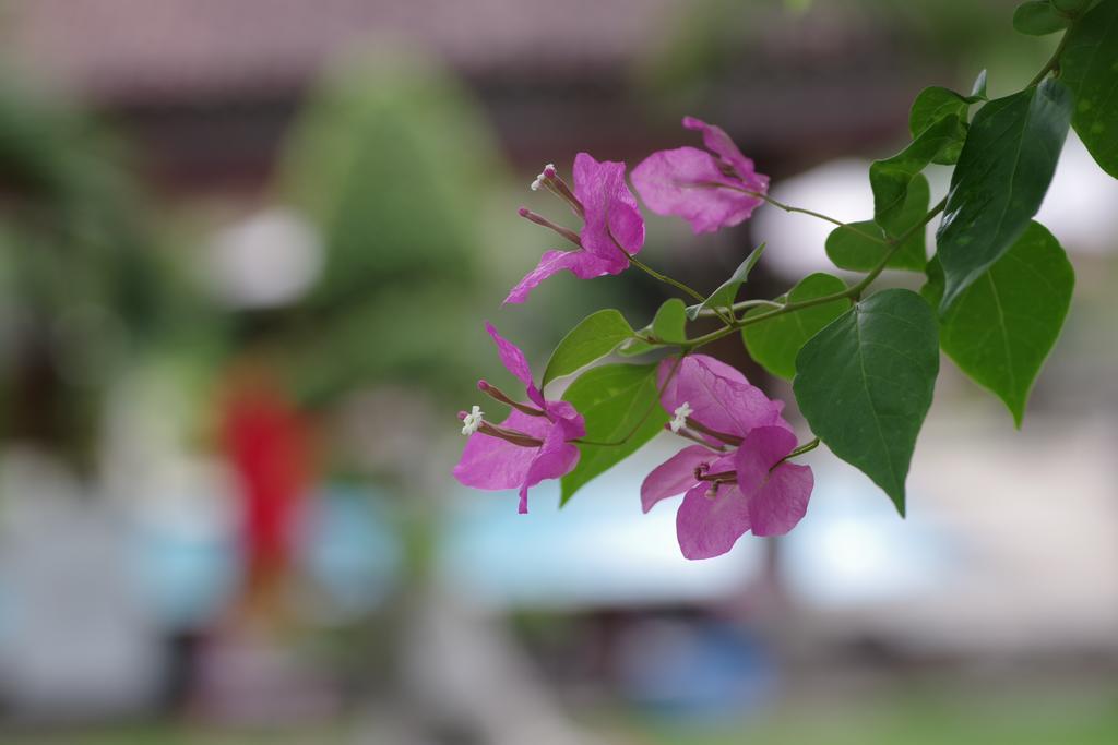 Tirta Sari Bungalow Hotel Pemuteran Kültér fotó